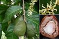 Tahitian Chestnut